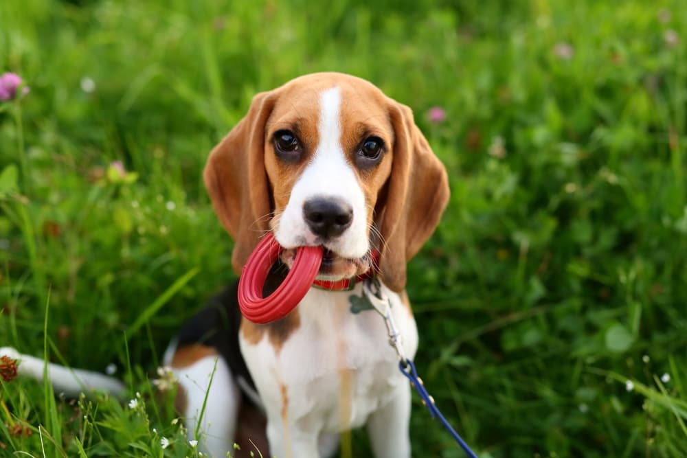 Dog holding a toy looking confused