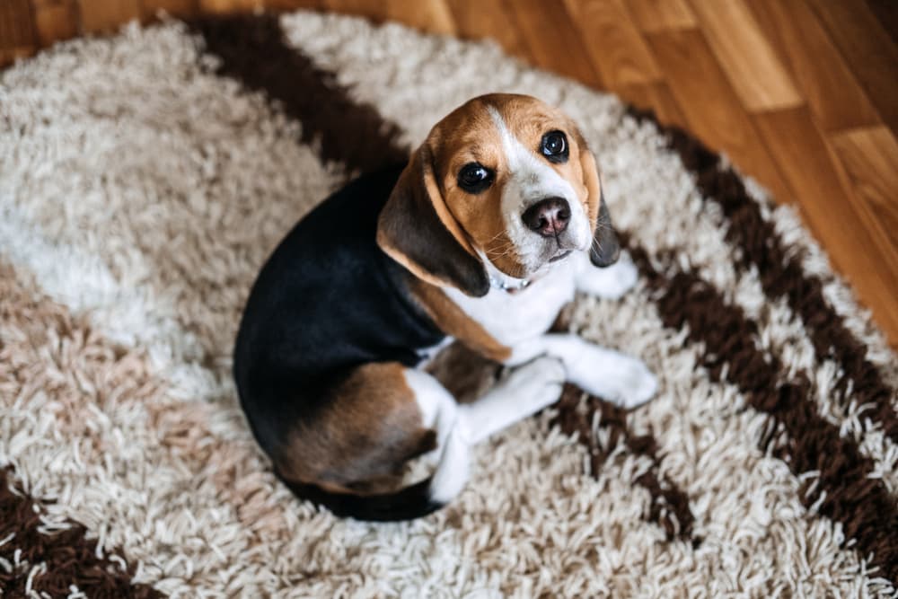 Sick puppy laying on rug at home