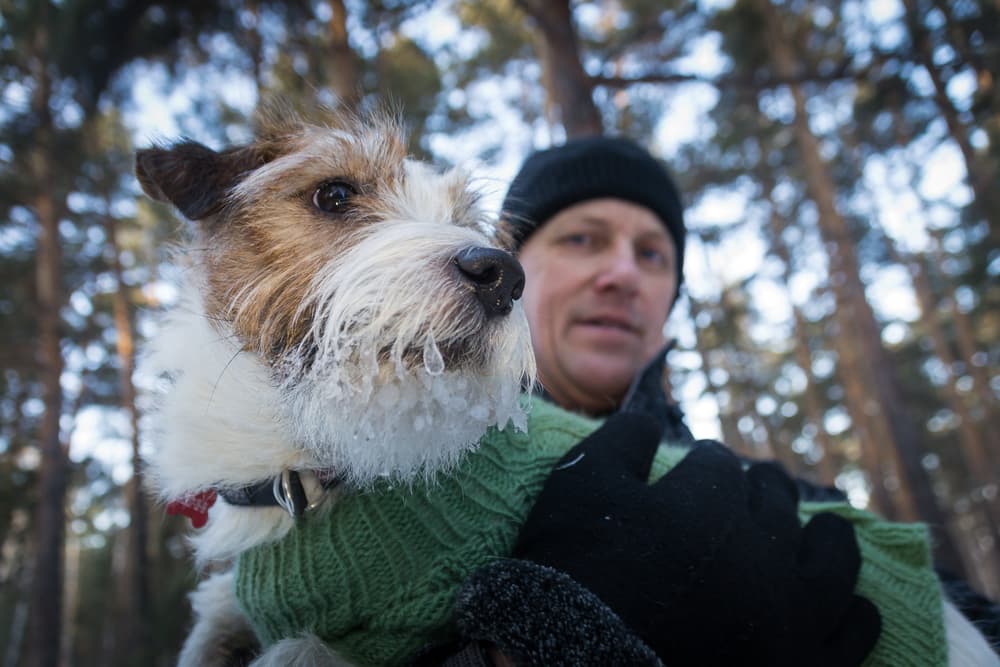 Dog being held by owner outside