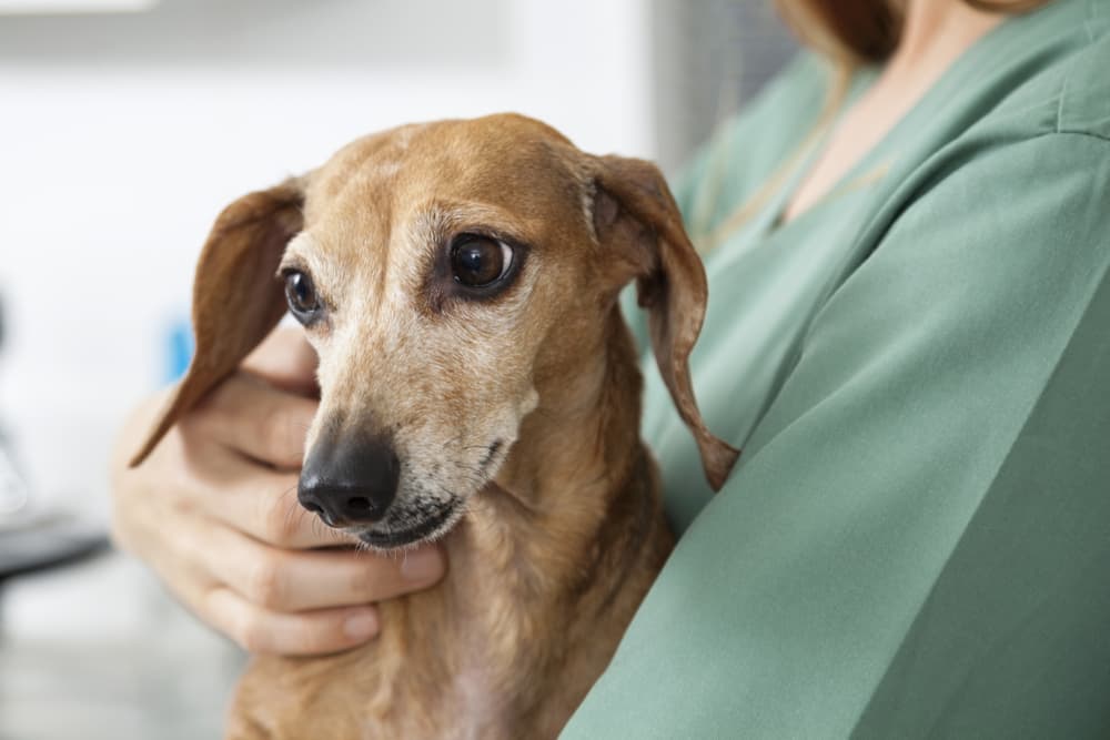 Dog at the vet discussing treatment for dry heaving