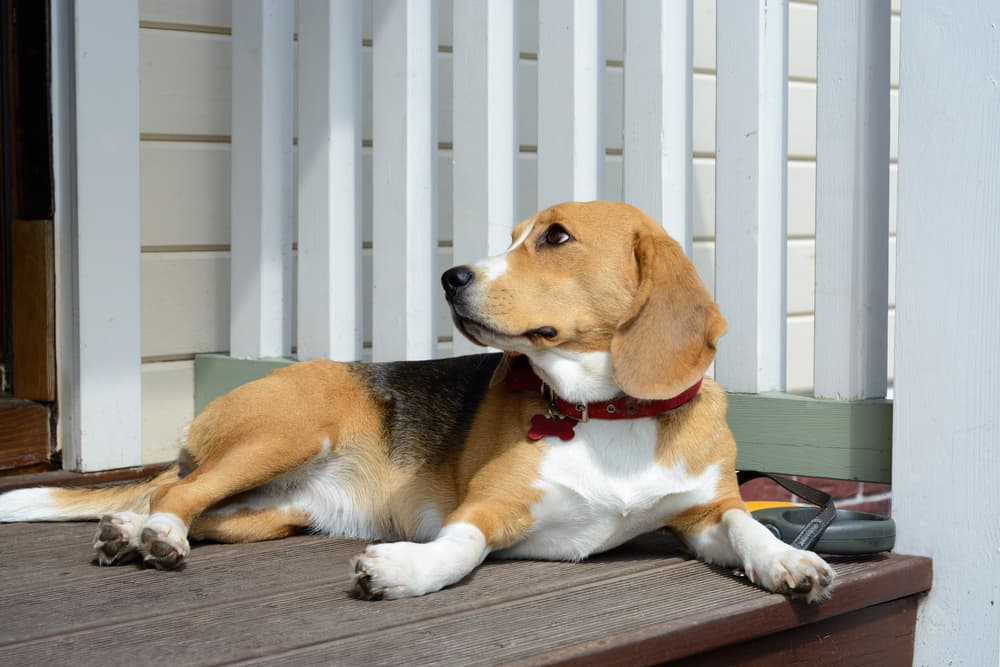 Beagle dog looking up to owner laying on porch
