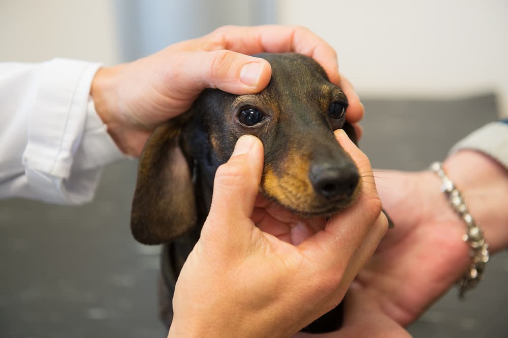 Dog at the vet holding dog's eye