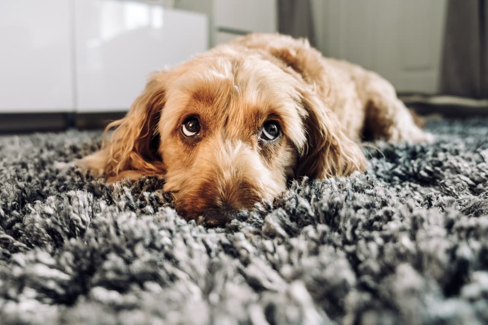 Dog laying on rug looking up at owner