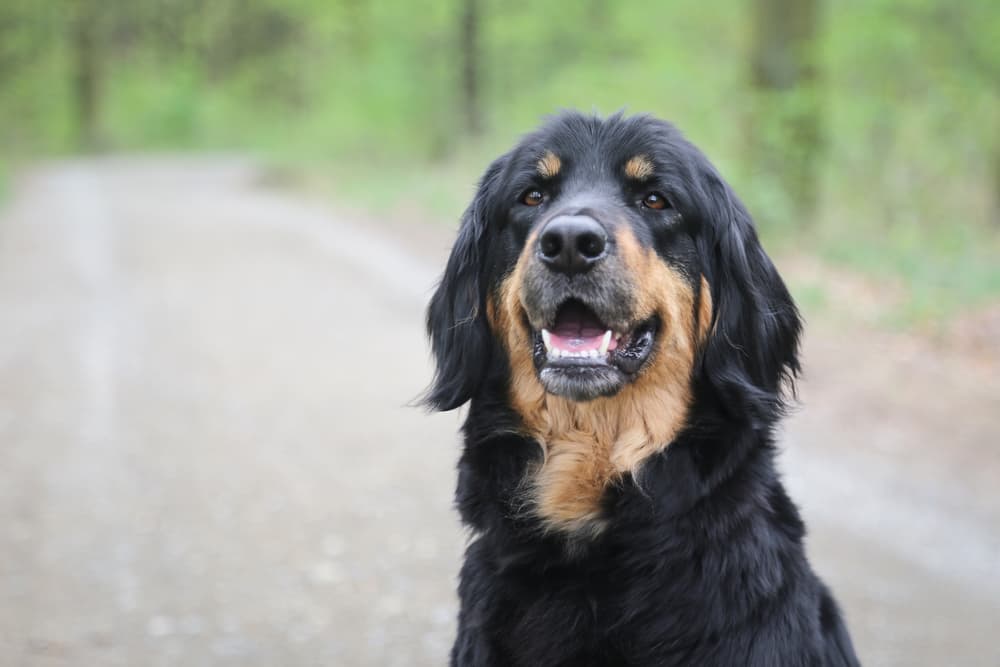 Dog Eye Stye: Symptoms and Treatment Options