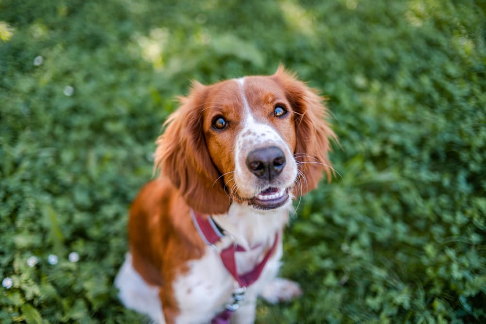 Dog looking up to owner outside with sweet face
