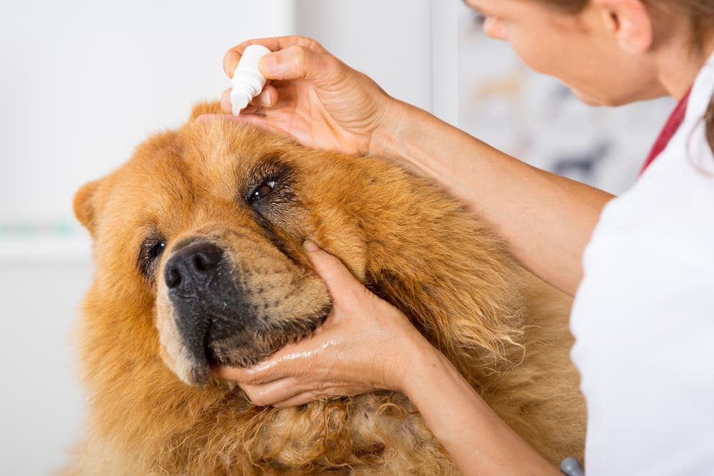 Dog getting eyedrops