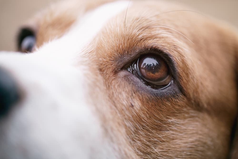 Close up of dog eye stye