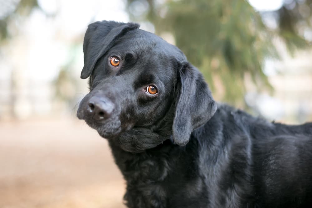 Dog head tilted looking at camera