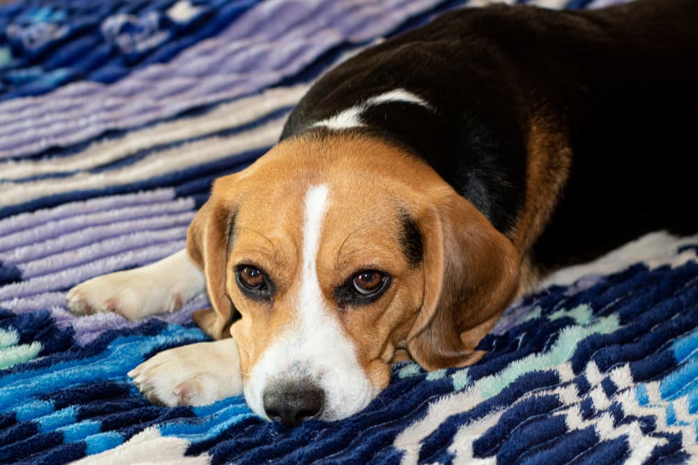 Dog laying on blanket on bed