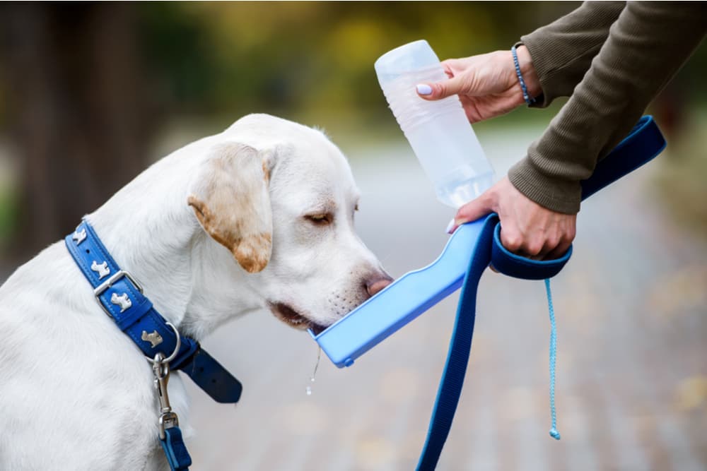 Giving dog water from a bowl