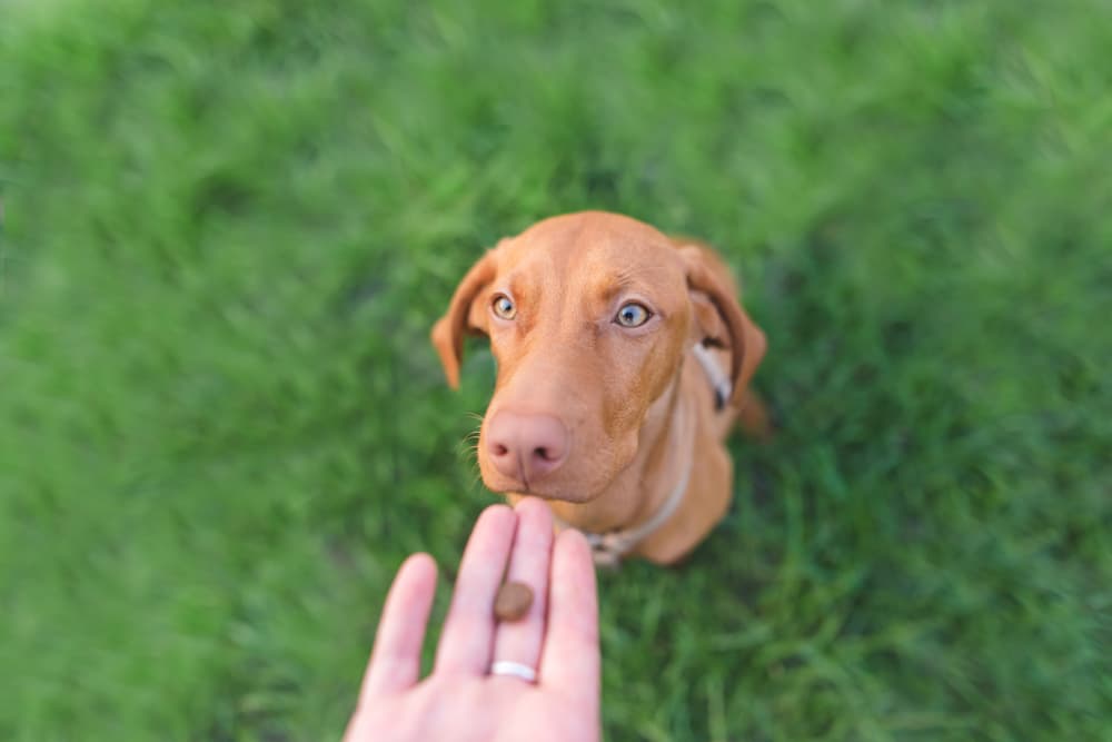 Giving dog a treat outside
