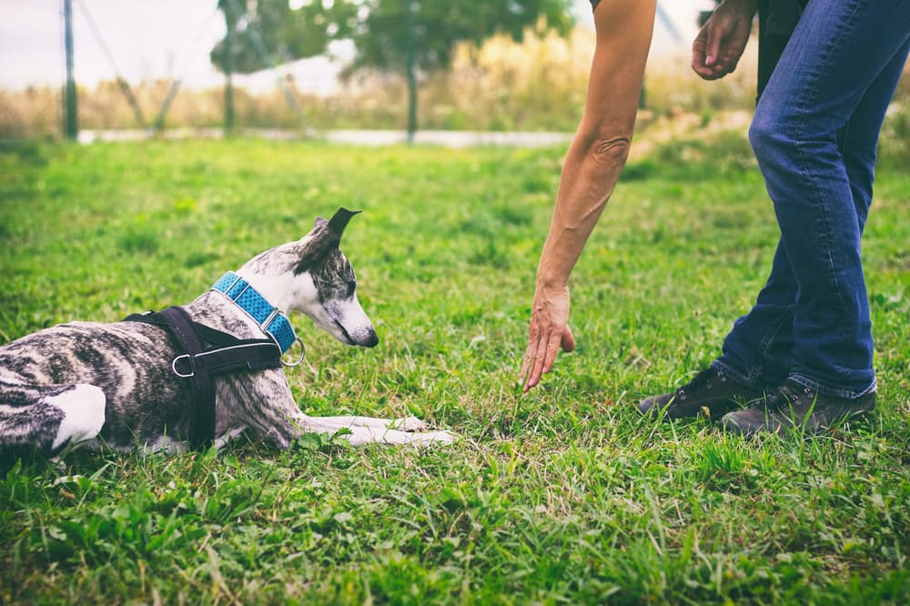 Training dog to roll over