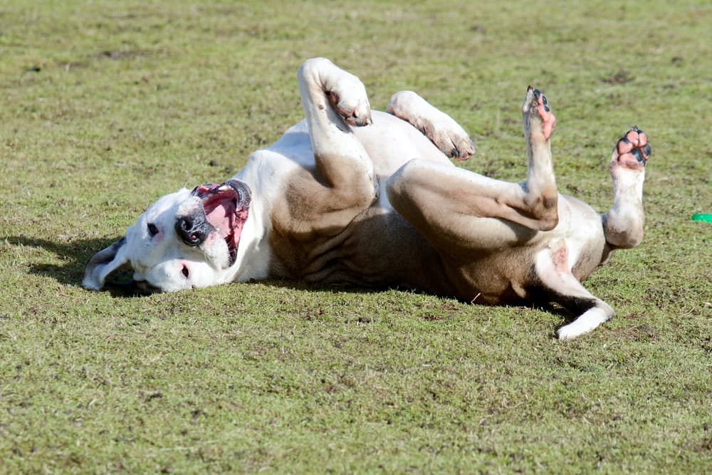 Dog rolling over outside in a yard
