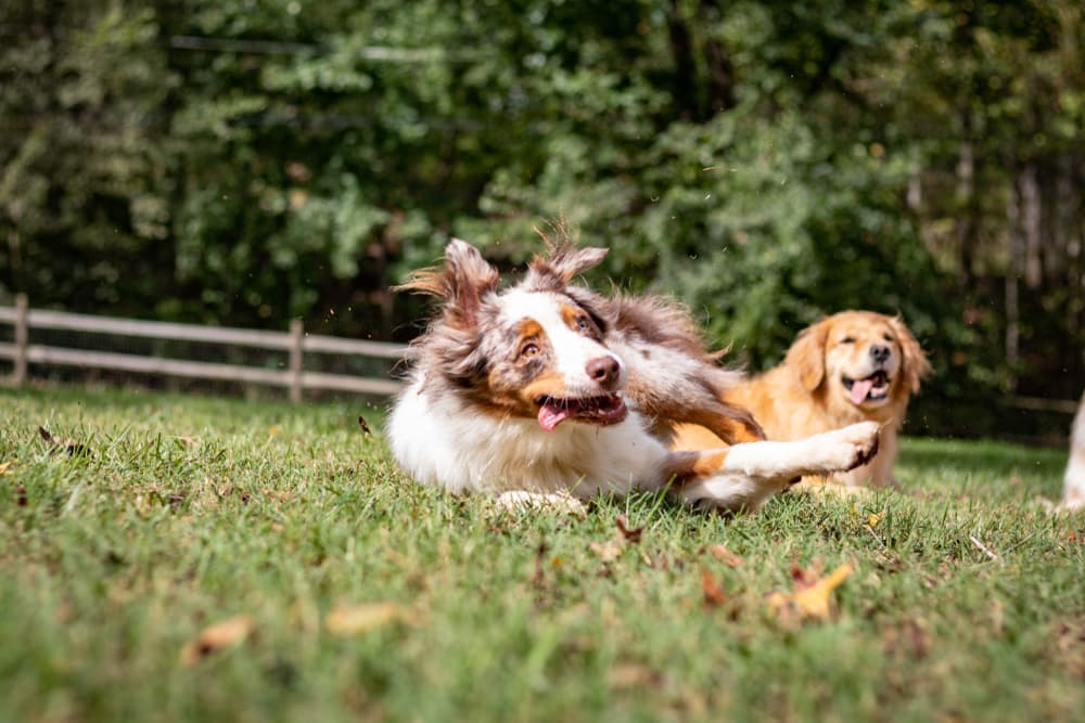 Dog in the middle of rolling over in the grass