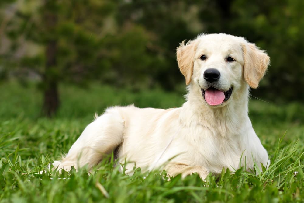 Happy dog laying in the grass with very nice fur