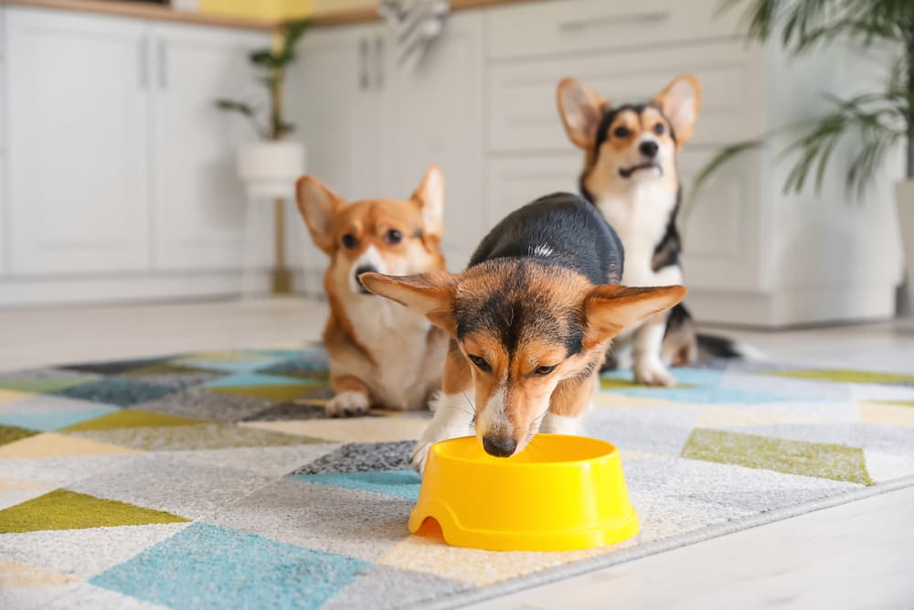 Goat’s Milk for Dogs: Benefits and Uses