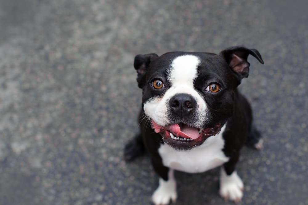 Dog slobbering smiling looking up to camera