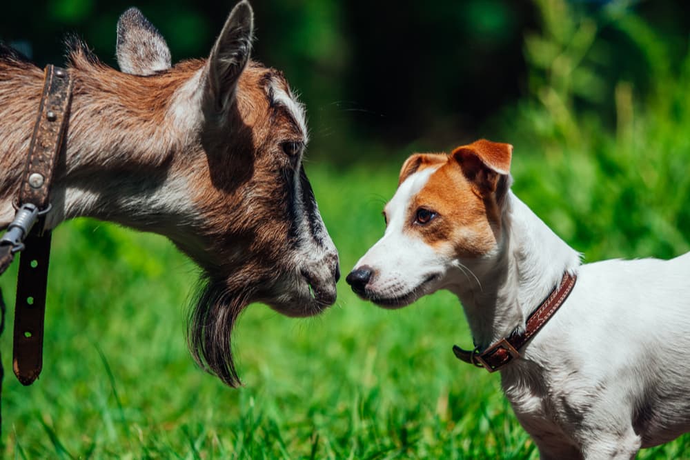 Dog looking at a goat outside