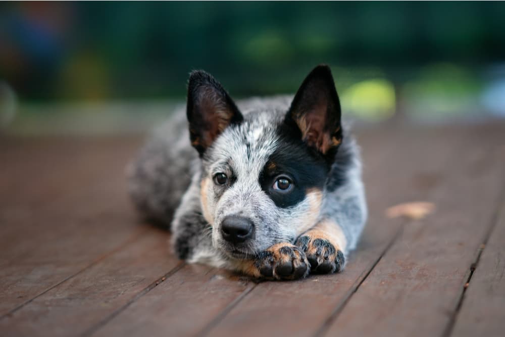 Cute dog stretching