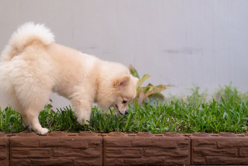 Dog investigating basket of the hanging plants