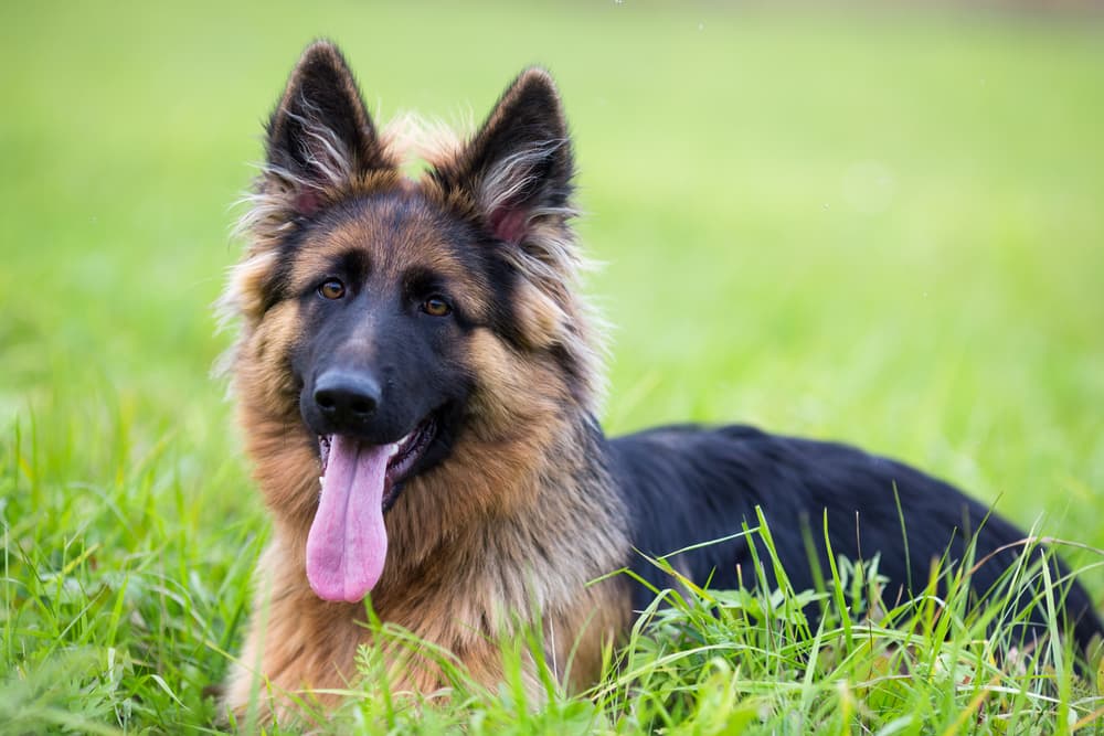 Dog head tilted sitting outside