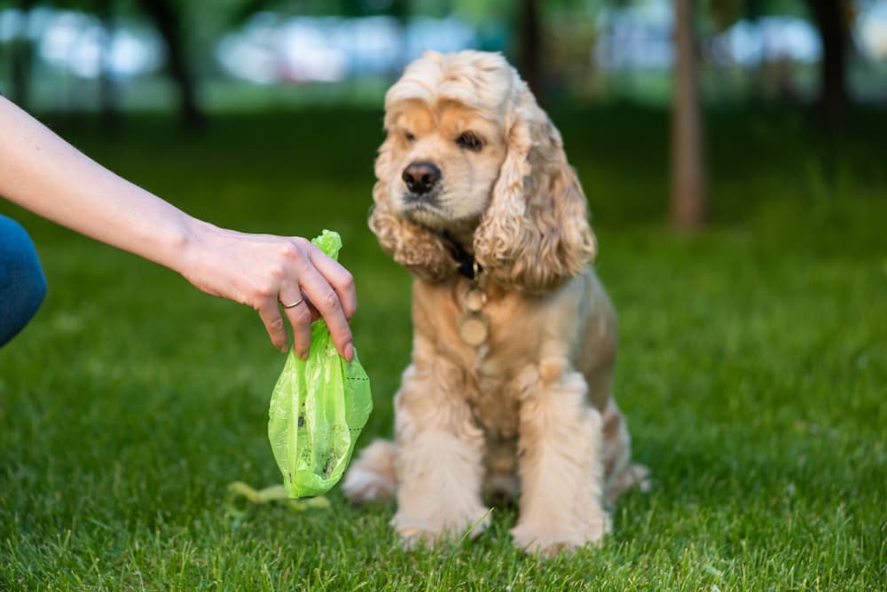 Woman picking up dog poop with green bag