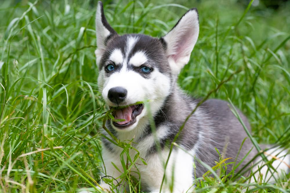 Puppy eating grass outside