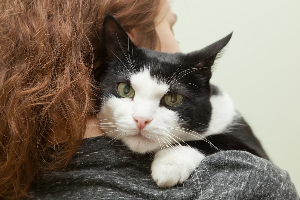 Kidney Stones in Cats: Causes, Symptoms, and Treatment