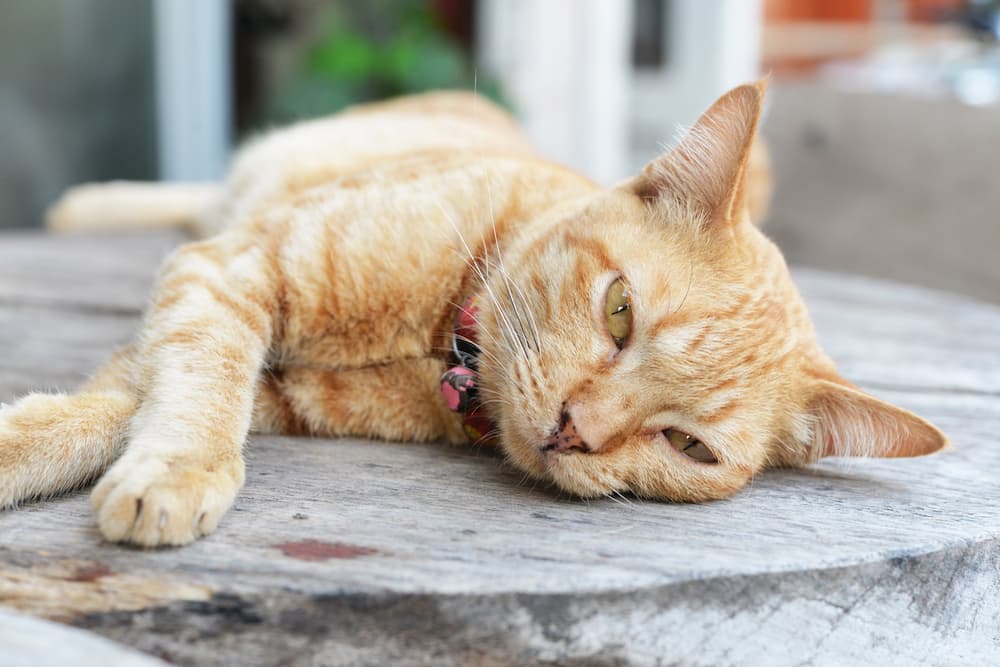 Cat laying outside on deck