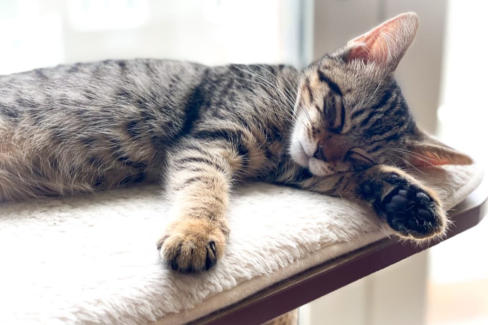 Cat sick and feeling unwell has kidney stones