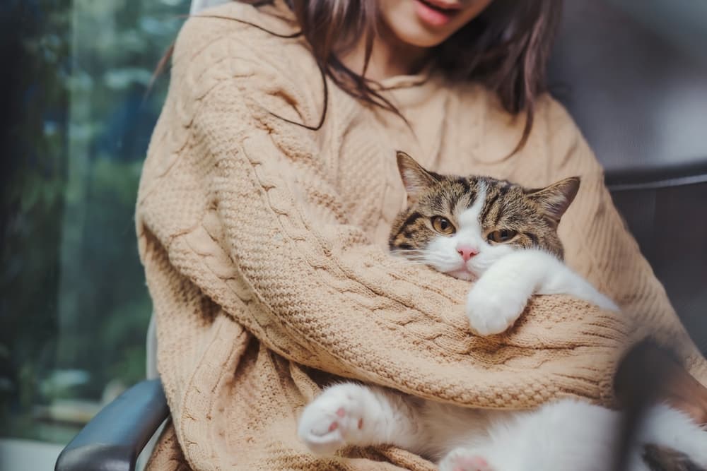 Cat feeling sick being held by owner