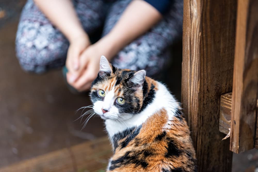 Cat turning around looking at camera feeling sick