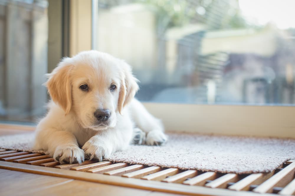 Sweet puppy laying next to a window