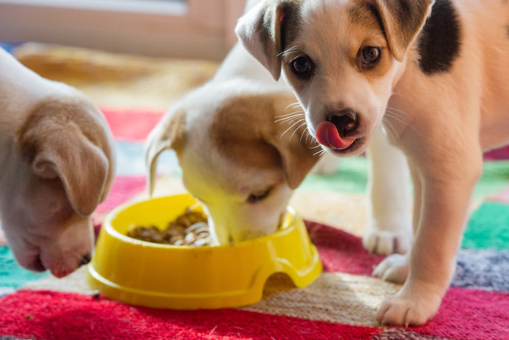 Puppy licking lips eating from bowl