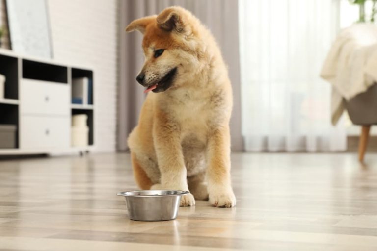 Puppy Not Eating: Causes and What to Do