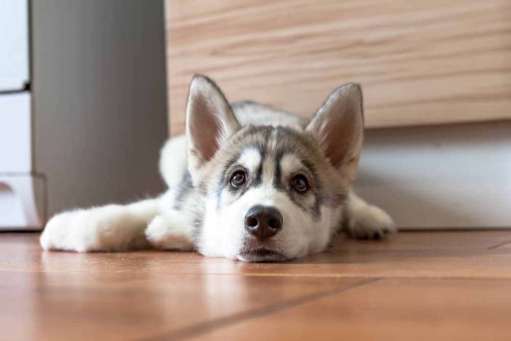 Puppy laying on ground in kitchen