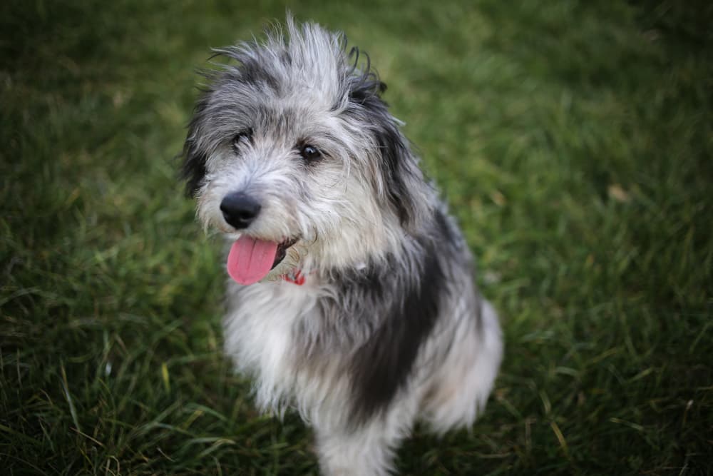 Aussiedoodle puppy with long hair