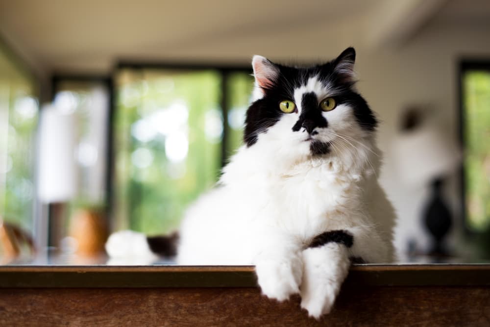 Black and white cat on shelf
