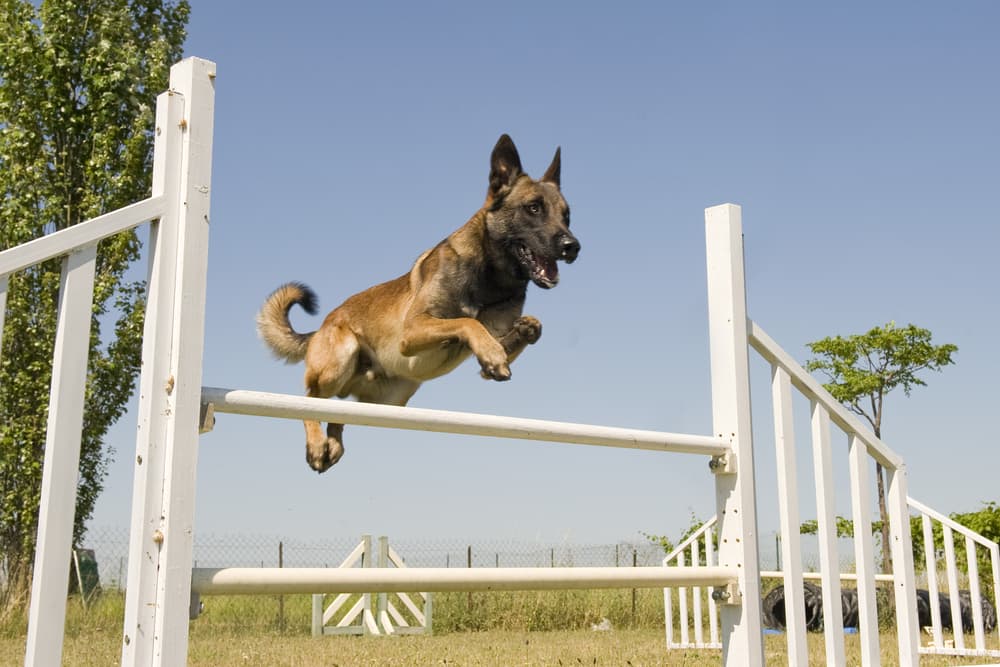 Adult Belgian Malinois jumping over a hurdle