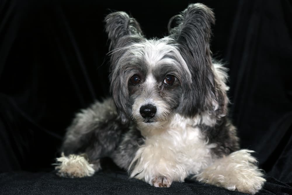 white dog names for cute pups