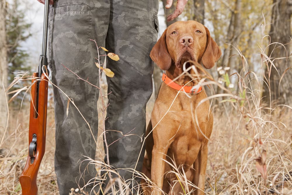 Red hunting dog with hunter