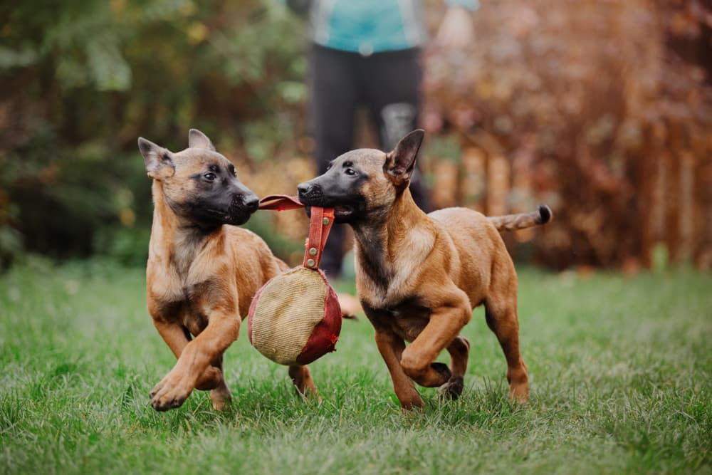 Two Belgian Malinois puppies playing with a toy