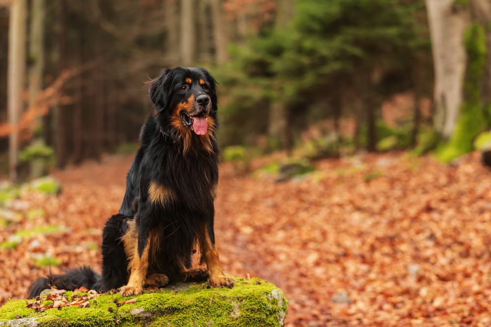 Germanic dog Hovawart