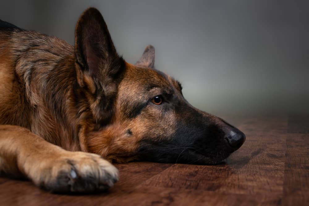 Sick German Shepherd dog