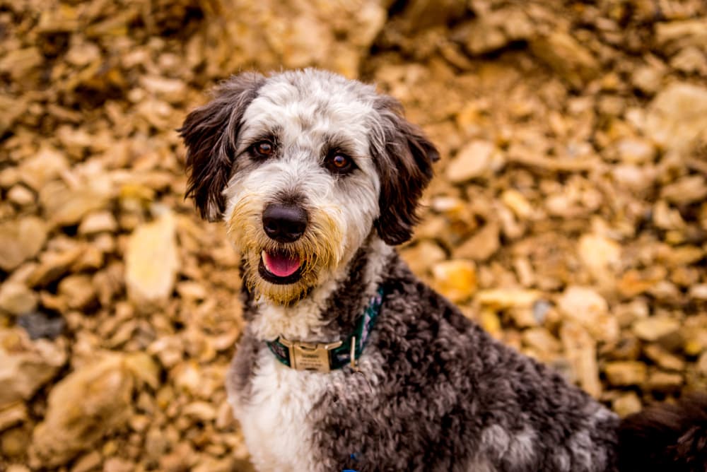 Aussiedoodle dog in leaves