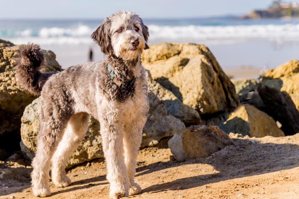 Aussiedoodle dog at beach