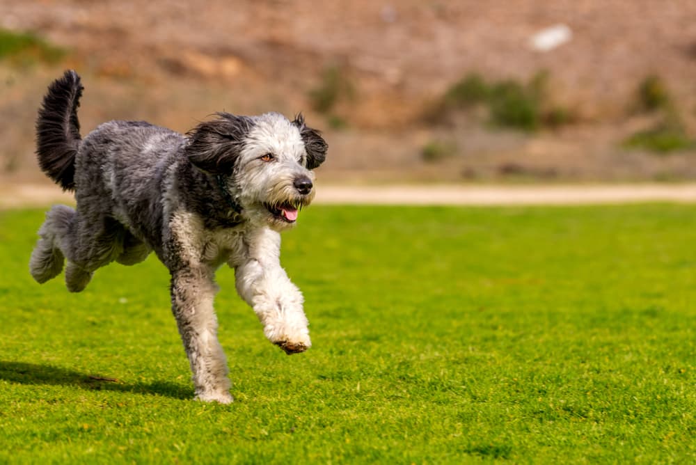 Aussiedoodle running in grass