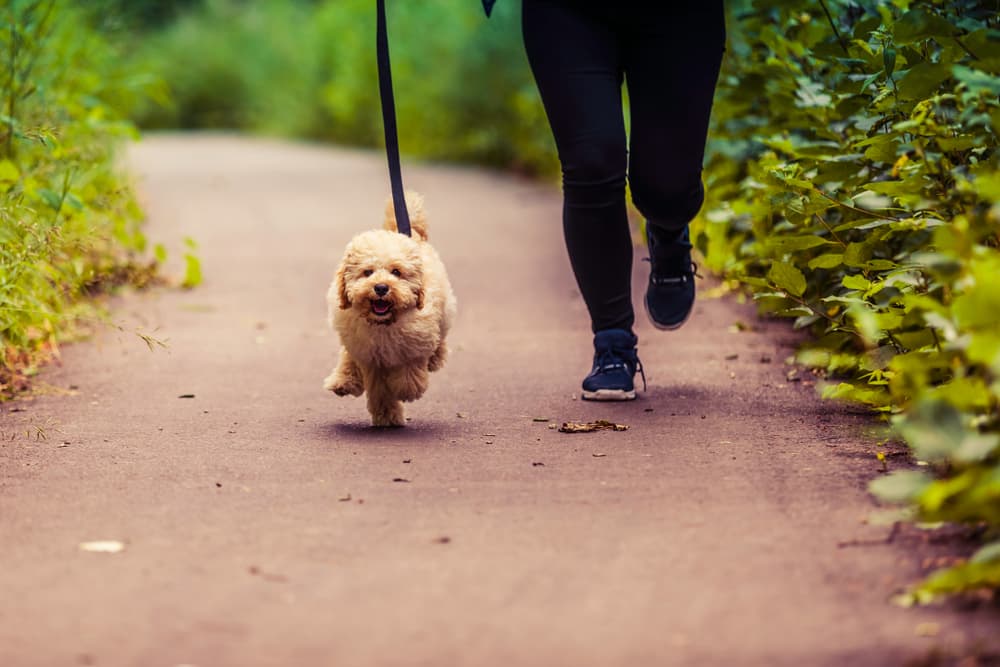 Maltipoo showing his playful temperament while running 