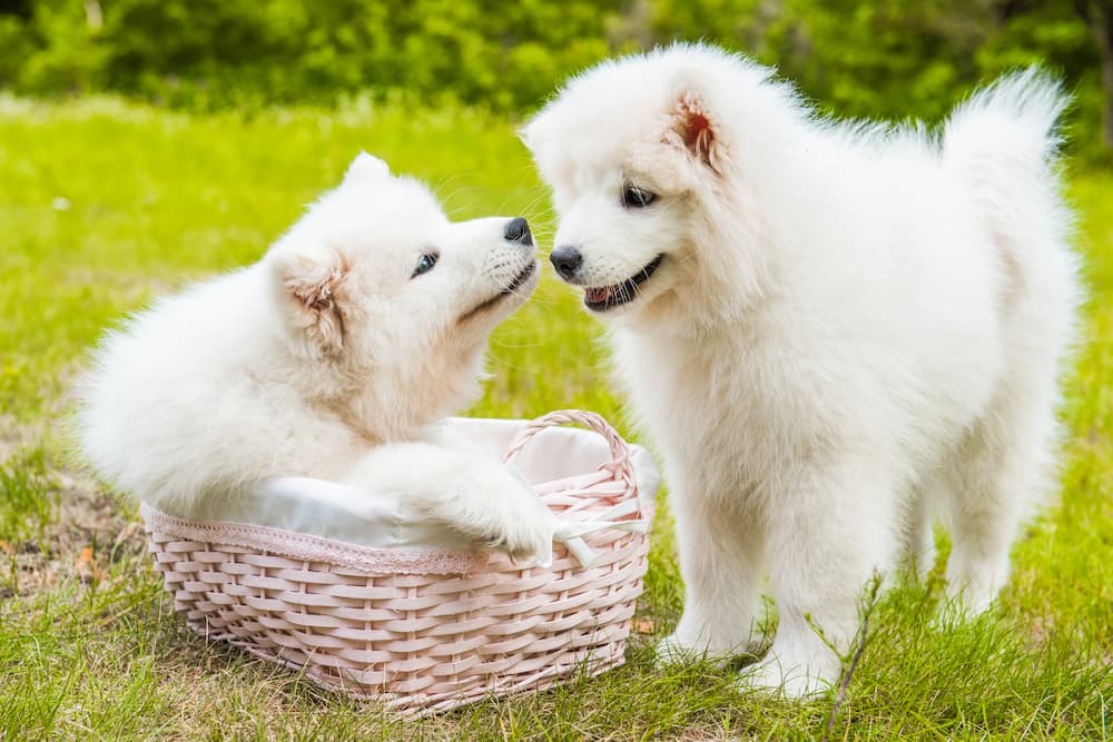 two white dogs looking at each other