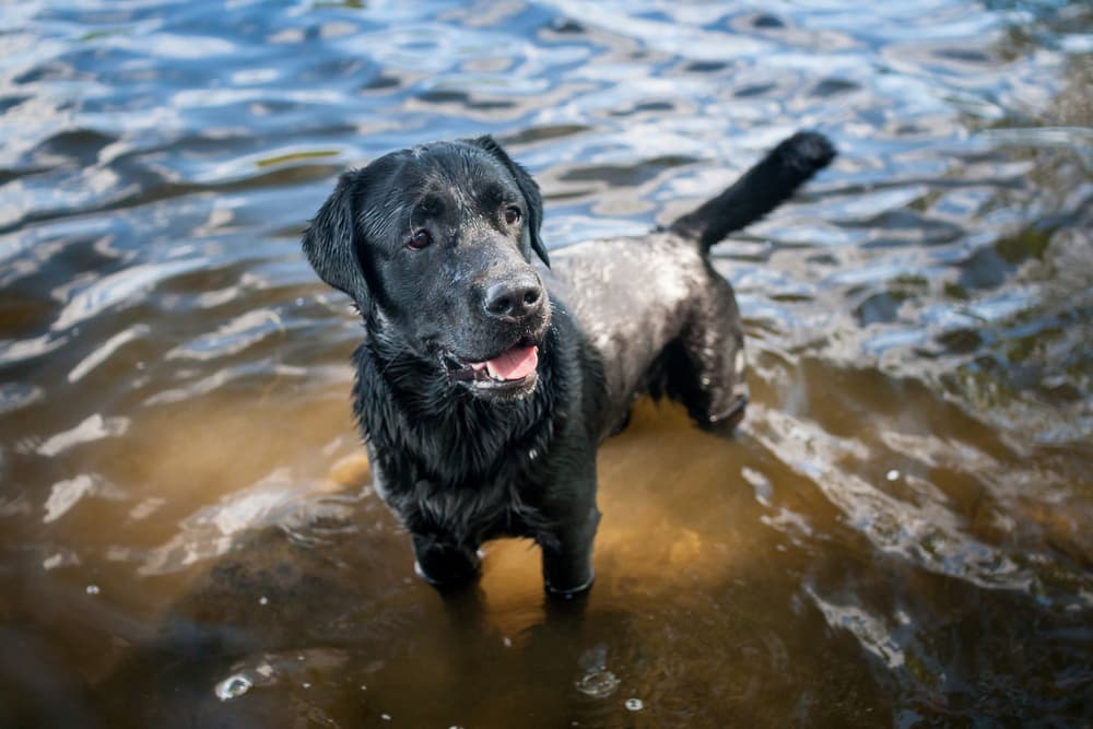 Black lab swimming in a lake